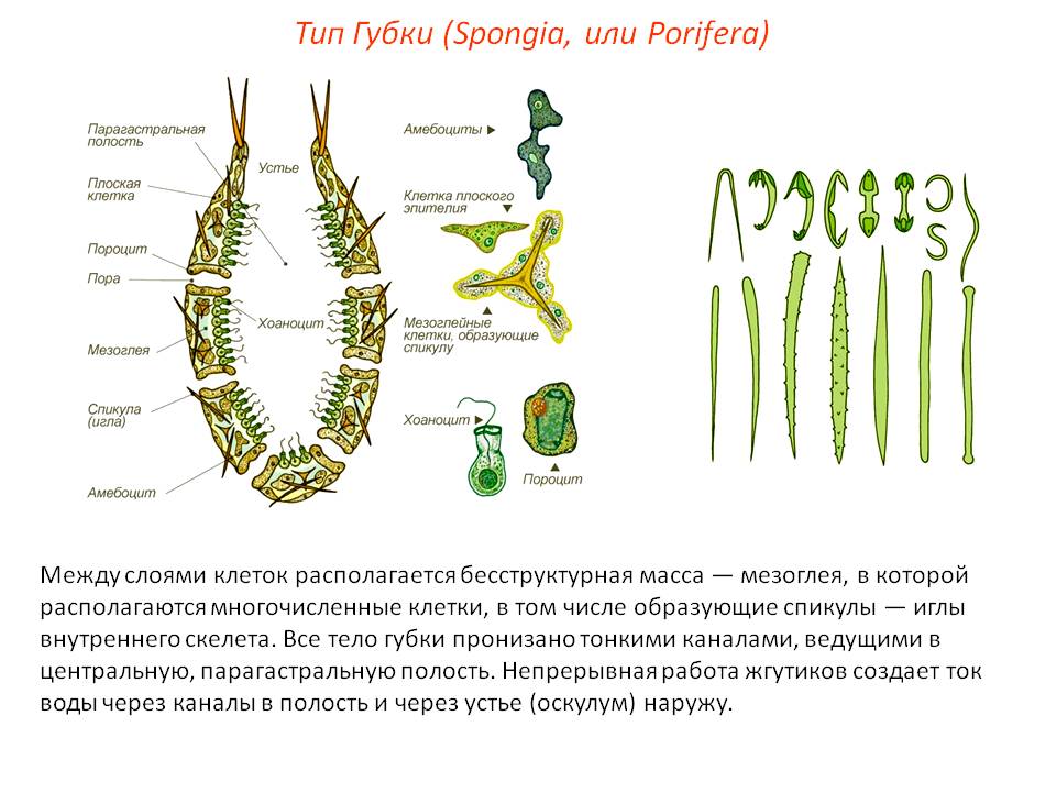 Кракен 12 сайт